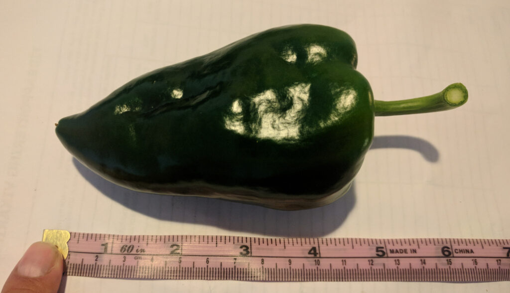 Poblano-frukt som jag odlat hemma.