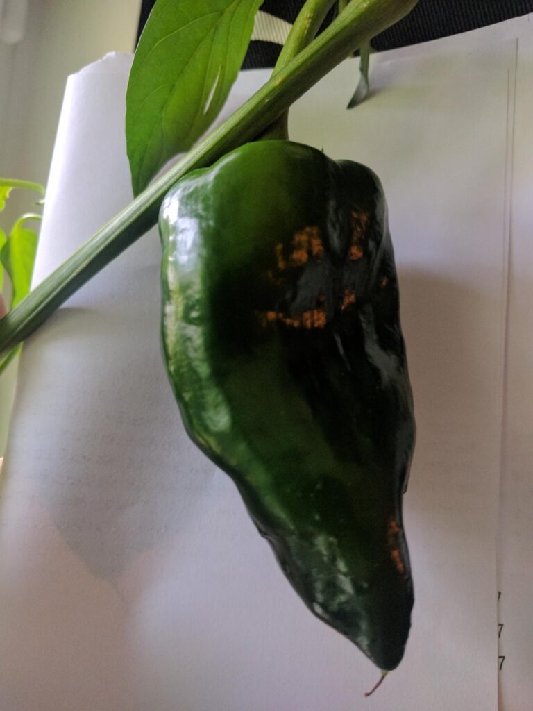En stor poblano-peppar som jag odlar inomhus.