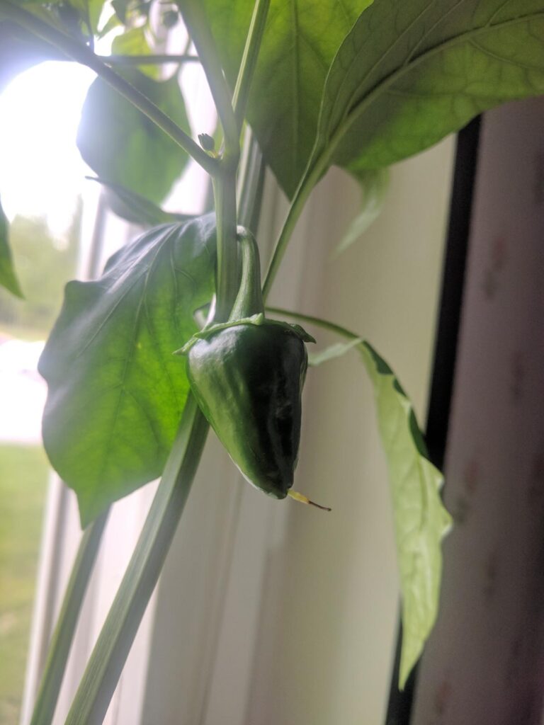 Poblano som växer på min planta jag odlar inomhus.