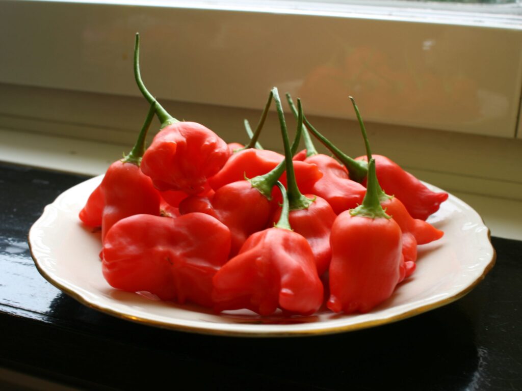 Frukter från en Jamaica Bell-chili-planta